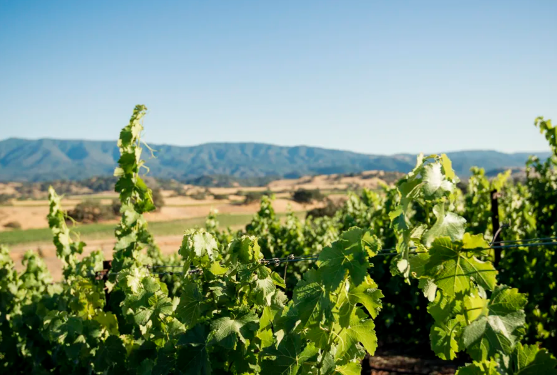 2023 Rosé of Cabernet Franc