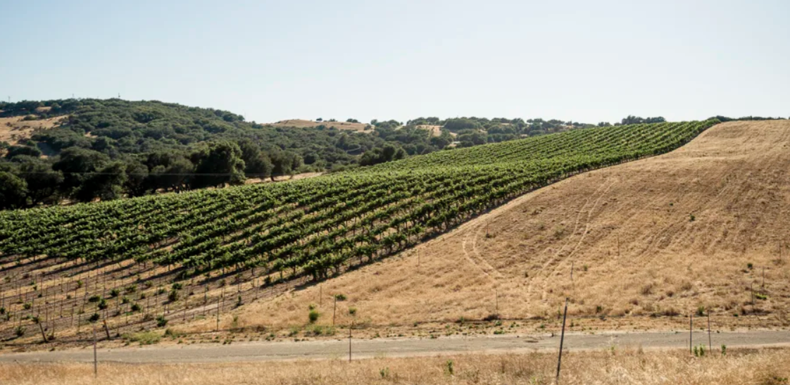 2022 Cabernet Franc ‘Franc de Pied’